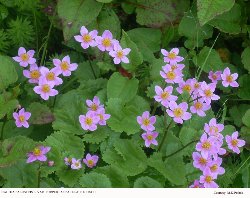 CALTHA PALUSTRIS L. VAR. PURPUREA SPAREE & C.E. FISCH. 1929